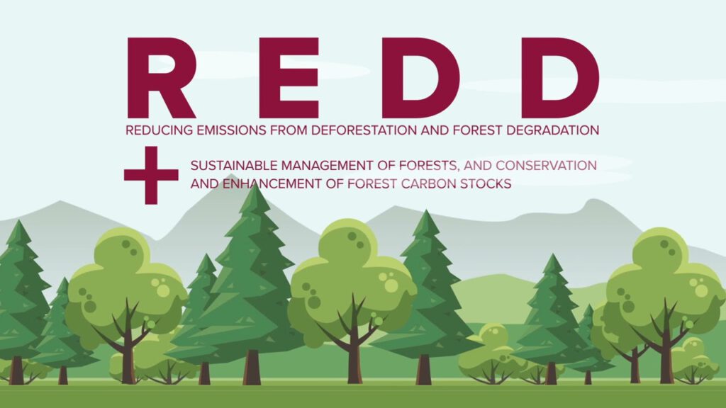 Reducing Emissions from Deforestation and Forest Degradation (REDD+) Carbon Crediting